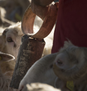 Transhumance du troupeau de Serge Larré, La Pierre Saint-Martin, septembre 2018