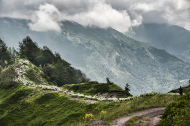 Montée en estive du troupeau de Jean-François Casaux mené par John, montagne de Couecq, juillet2018 (2)