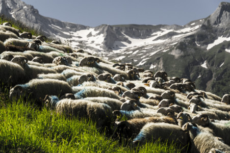 Montée en estive du troupeau de Gilles Delas, montagne verte, juin 2018 (1)