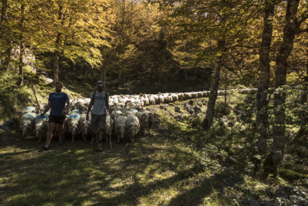 Transhumance du troupeau de Julien Pouey, La Pierre Saint-Martin, septembre 2018 (2)