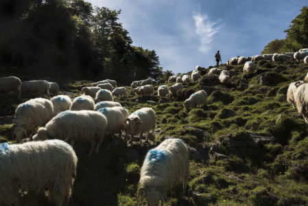 Transhumance du troupeau de Julien Pouey, La Pierre Saint-Martin, septembre 2018 (1)
