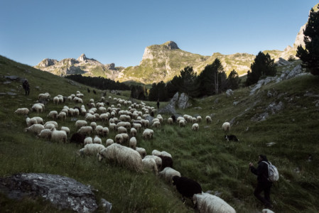 Montée en estive, troupeau d'Isabelle Vacosait, après 12h de marche..., juillet 2020